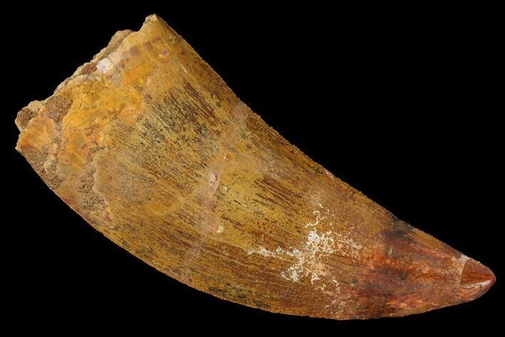 Fossil Carcharodontosaurus Tooth, Serrated - Morocco #110444
